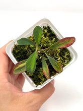 Load image into Gallery viewer, Hoya Manipurensis Variegated B