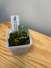 Load image into Gallery viewer, 14. Hoya Nicolsoniae New Guinea Ghost