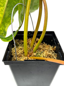 Philodendron Billietiae Variegated B
