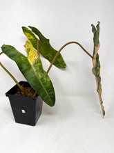 Load image into Gallery viewer, Philodendron Billietiae Variegated A