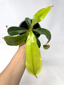 Nepenthes Dyeriana