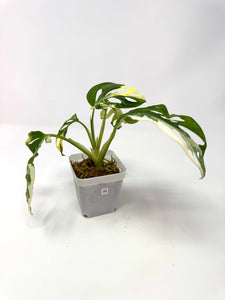 Monstera Adansonii Variegated H