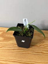 Load image into Gallery viewer, 82. Philodendron Bipennifolium Variegated