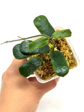 Load image into Gallery viewer, Hoya Rotundiflora