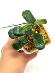 Hoya Rotundiflora