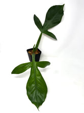 Load image into Gallery viewer, Philodendron Applanatum