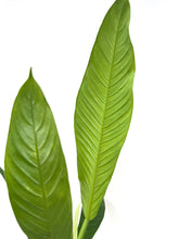 Load image into Gallery viewer, Philodendron Lynette ‘Campii’