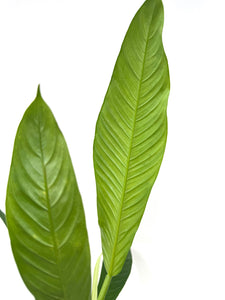 Philodendron Lynette ‘Campii’