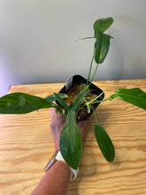 Load image into Gallery viewer, 31. Philodendron 69686