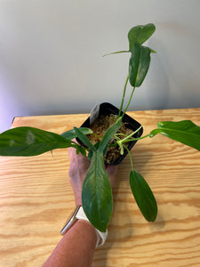31. Philodendron 69686