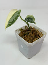 Load image into Gallery viewer, Scindapsus Mayari Variegated B