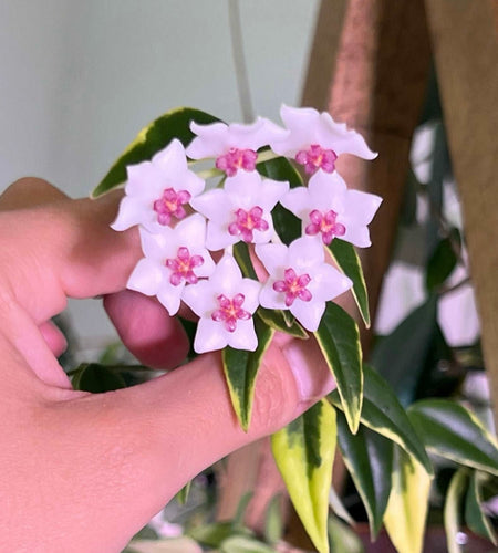 Hoya Bella Albo Variegated