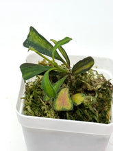 Load image into Gallery viewer, Hoya Manipurensis Variegated C