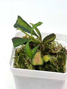 Hoya Manipurensis Variegated C