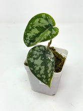 Load image into Gallery viewer, Scindapsus Mayari Variegated E