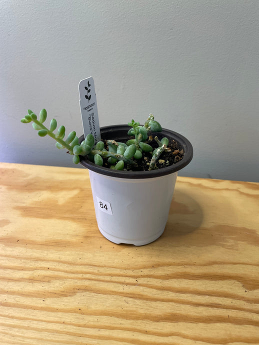 84. Sedum Morganianum ‘Burro’s Tail’