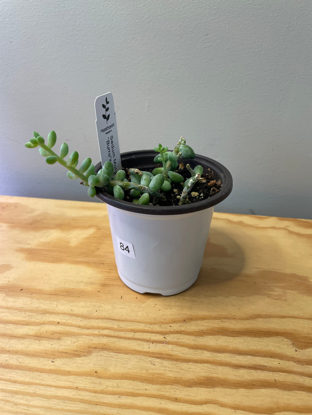 84. Sedum Morganianum ‘Burro’s Tail’