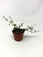 Load image into Gallery viewer, Codonanthe Devosiana 'Paula'