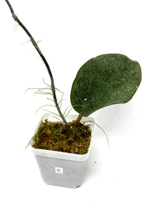 Hoya Glabra Silver C