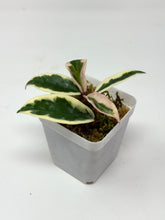 Load image into Gallery viewer, Hoya Carnosa Suzie Q
