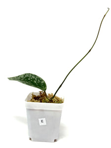 Hoya Glabra Silver E