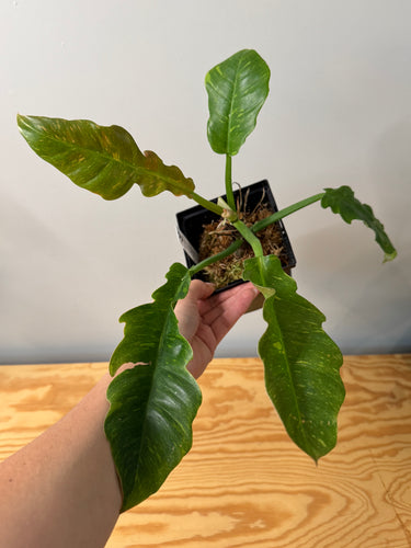 97. Philodendron Ring of Fire