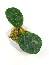 Load image into Gallery viewer, Hoya Obovata Splash