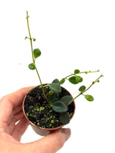 Load image into Gallery viewer, Codonanthe Devosiana 'Paula'