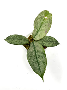 Hoya Mitrata Silver E