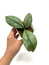 Load image into Gallery viewer, Hoya Mitrata Silver F
