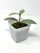 Load image into Gallery viewer, Hoya Wilbur Graves Silver C