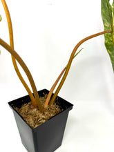 Load image into Gallery viewer, Philodendron Billietiae Variegated A