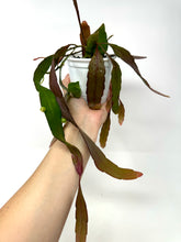 Load image into Gallery viewer, Pseudorhipsalis Ramulosa (Ships within Canada only)