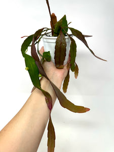 Pseudorhipsalis Ramulosa (Ships within Canada only)