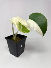 Load image into Gallery viewer, Monstera Deliciosa Albo Variegated G