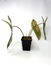 Load image into Gallery viewer, Philodendron Billietiae Variegated A