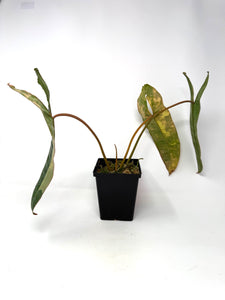 Philodendron Billietiae Variegated A