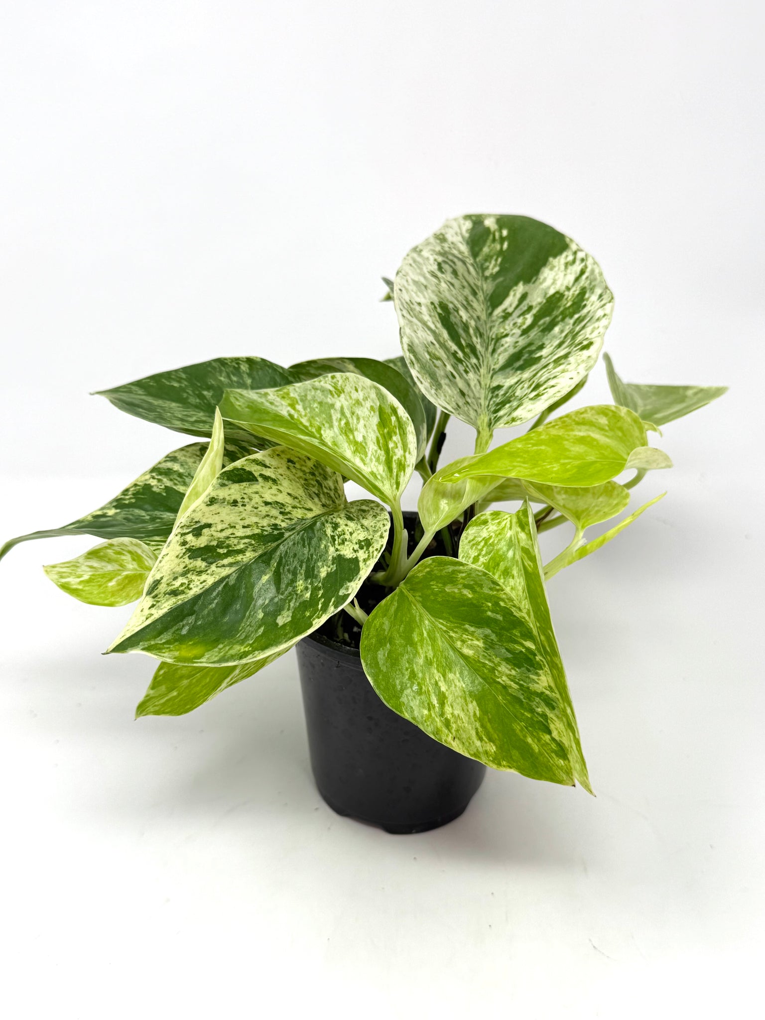 pothos toronto Epipremnum Pinnatum “Marble Queen” – Planthaven Toronto