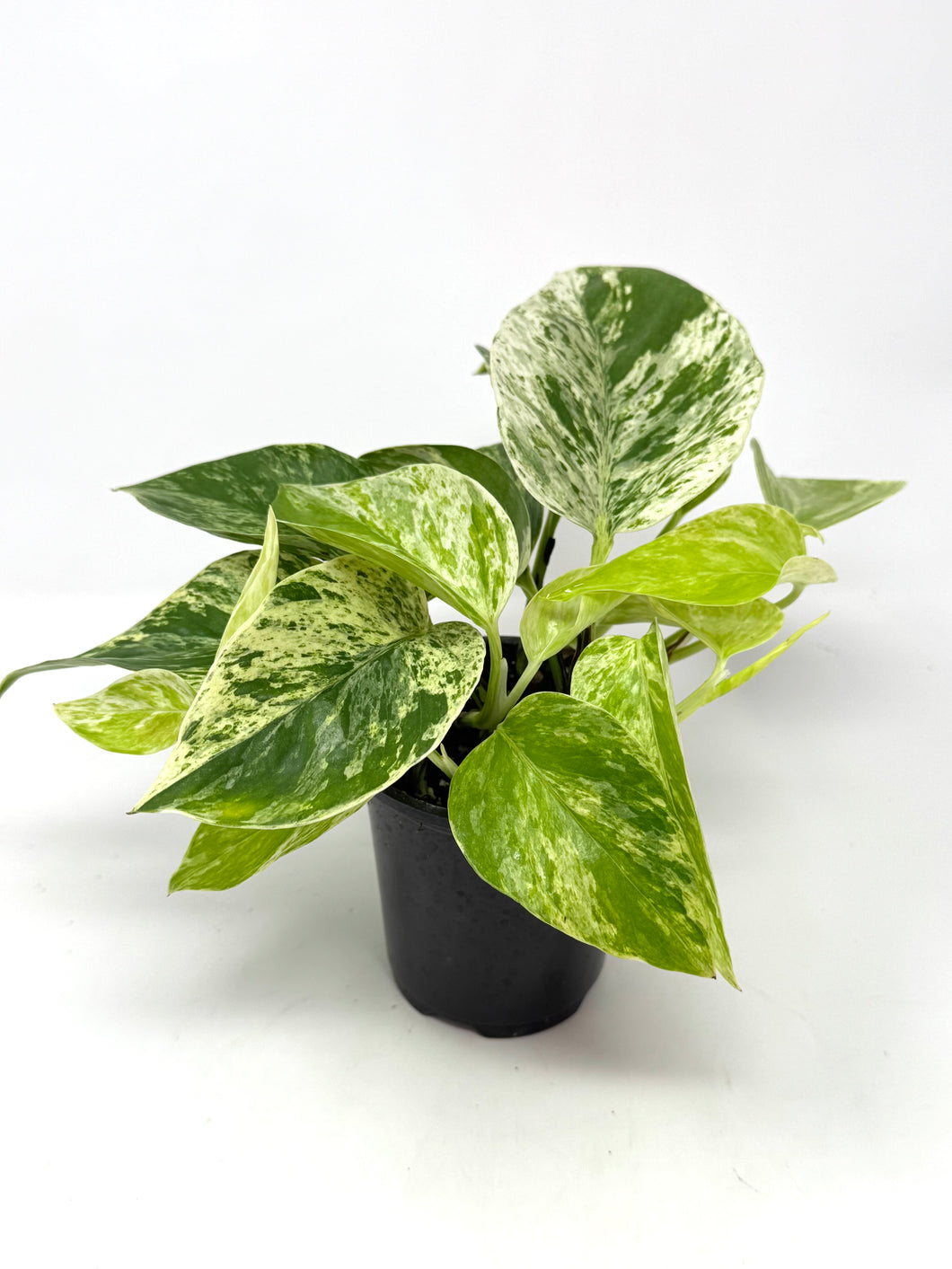 Epipremnum Pinnatum “Marble Queen”