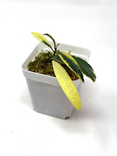 Load image into Gallery viewer, Hoya Kentiana Lori Lyn Albo Variegated