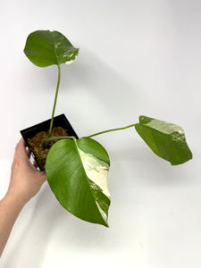 Monstera Deliciosa Albo Variegated F