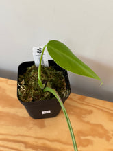Load image into Gallery viewer, 341. Monstera Deliciosa Aurea Variegated