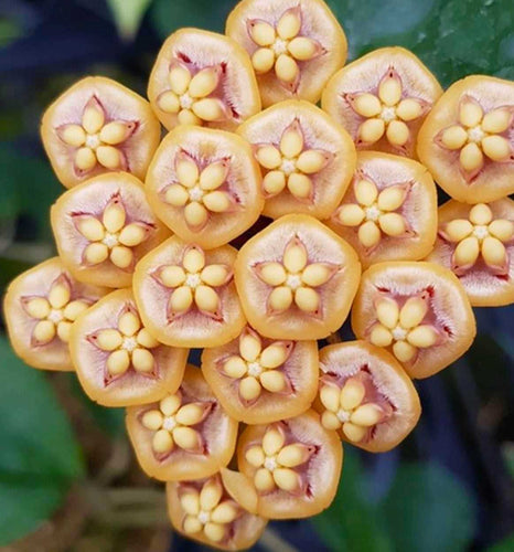 Hoya Kloppenburgii