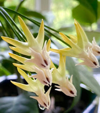 Load image into Gallery viewer, Hoya Multiflora White Margins Variegated