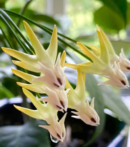 Hoya Multiflora White Margins Variegated