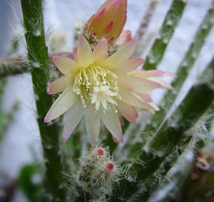 Rhipsalis Pilocarpa (ships within Canada only)