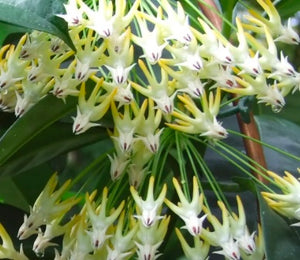 Hoya Multiflora Javanica Thai Splash