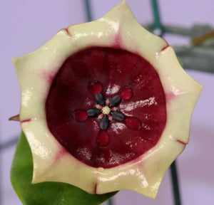 Hoya Wallichii ssp. Tenebrosa ‘Borneo Red’