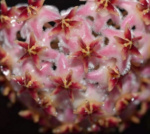 Hoya Erythrostemma ‘Shocking Pink’