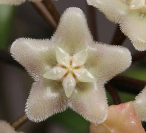 Hoya Vangviengiensis